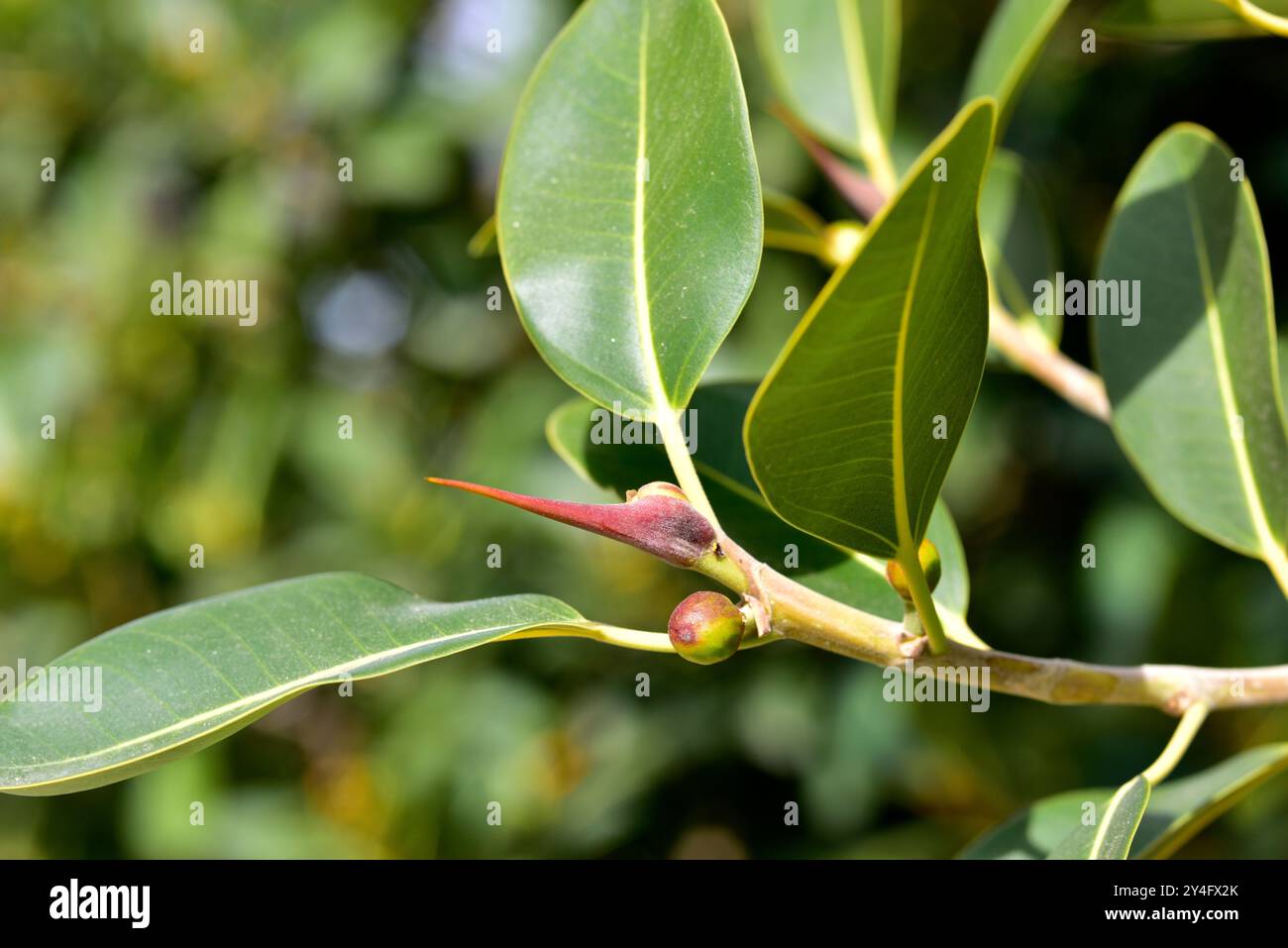Port Jackson Feige (Ficus rubiginosa) ist ein Baum aus dem Osten Australiens. Mit Früchten und Blättern. Stockfoto