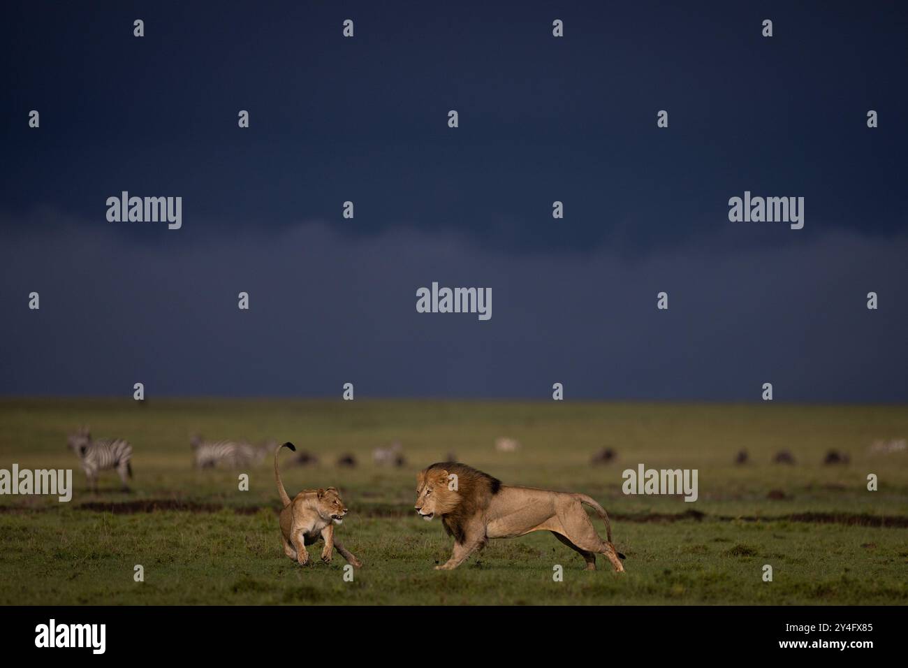 Löwenjagd in Masai Mara Stockfoto