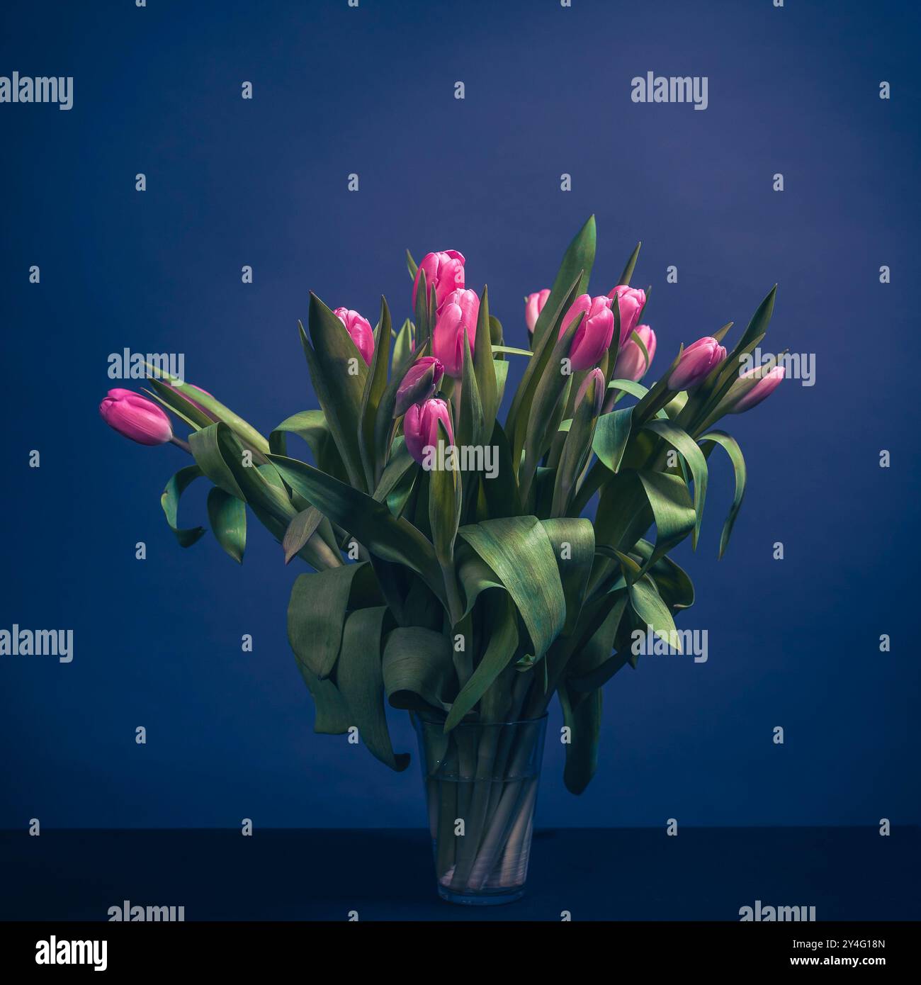 Tulpen im Glas, Stillleben, minimales Stillleben mit Tulpen im Glas, fineart-Foto Stockfoto
