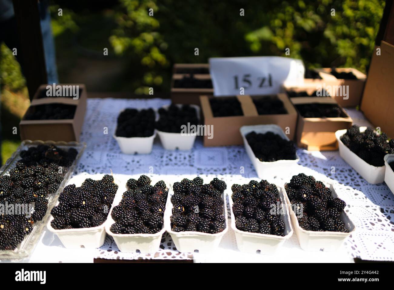 Nahaufnahme von frisch gepflückten Körben mit Brombeeren auf einem Tisch zum Verkauf auf dem Bauernmarkt. Stockfoto