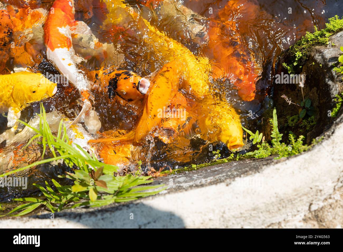 Japanische Koi-Karpfen im Teich des Orchid Park in Vietnam, Nha Trang. Viele Fische schwimmen im Teich mit künstlichem Nebel und versuchen, Nahrung zu fangen, die ihnen zugeworfen wird Stockfoto