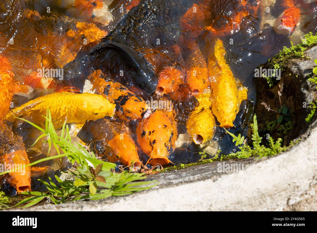 Japanische Koi-Karpfen im Teich des Orchid Park in Vietnam, Nha Trang. Viele Fische schwimmen im Teich mit künstlichem Nebel und versuchen, Nahrung zu fangen, die ihnen zugeworfen wird Stockfoto