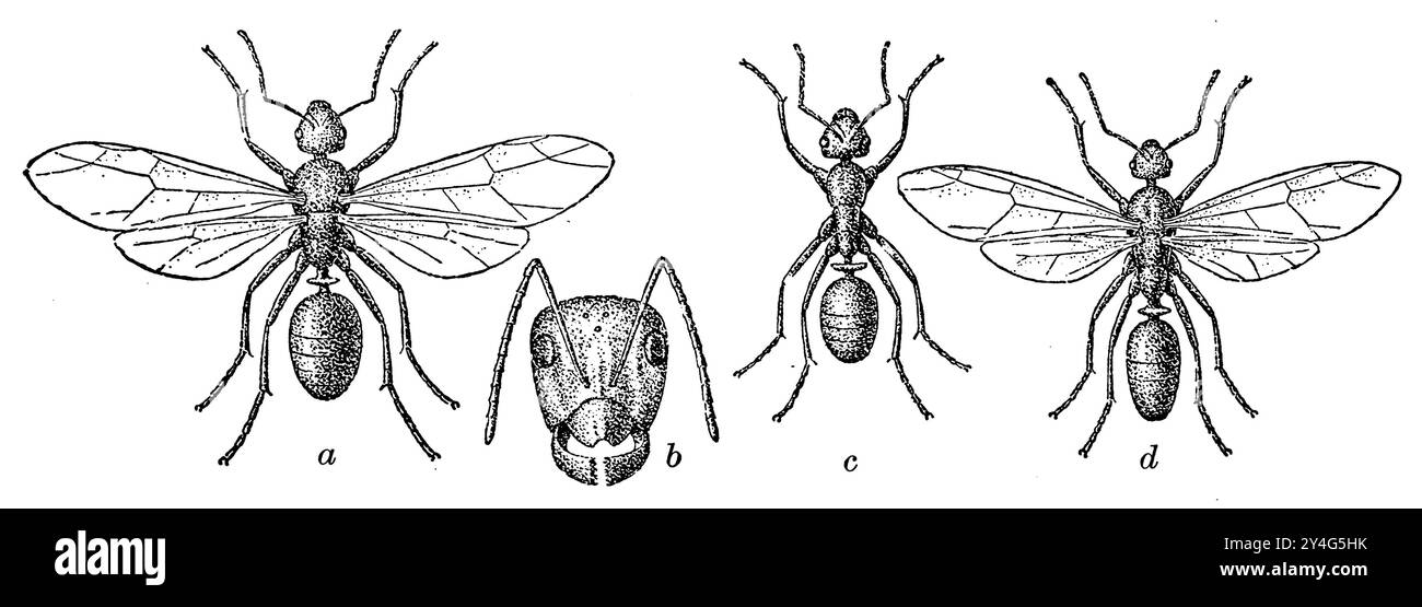 Rote Holzameise, eine Frau, B Kopf einer Arbeiterin, c Arbeiterin, d männlich, Formica rufa, (Biologiebuch, 1941), Rote Waldameise, A Weibchen, B Kopf einer Arbeiterin, c Arbeiterin, d Männchen, Fourmi rousse des bois, A femelle, B tête d’une ouvrière, c ouvrière, d mâle Stockfoto