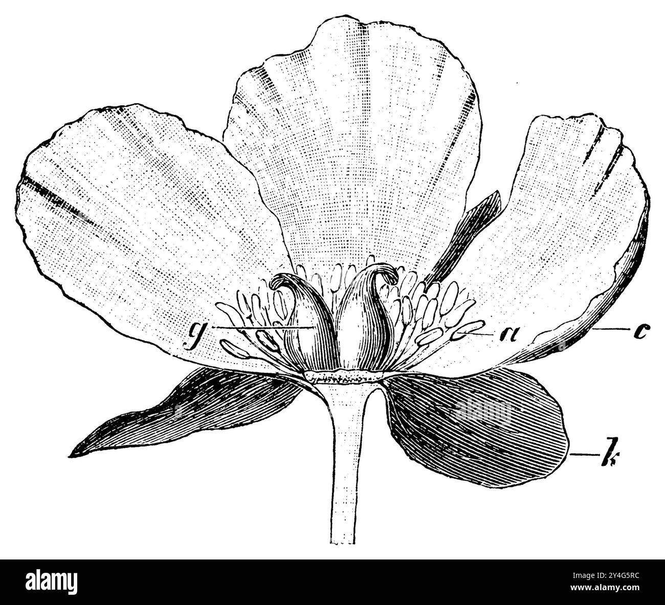 Paeonia peregrina, Paeonia peregrina, Strasburger, Eduard (1844-1912) (Botanik Buch, 1900), Byzantinische PfingstrosePaeonia peregrina, Blüte, k Kelch, c Krone, A Staubgefässe, g Fruchtblätter. Die vorderen Kelchblätter, Kronenblätter und Staubgefässe wurden entfernt, um die beiden, zwei getrennte Stempel bildenden Fruchtblätter zu zeigen, Paeonia peregrina Stockfoto