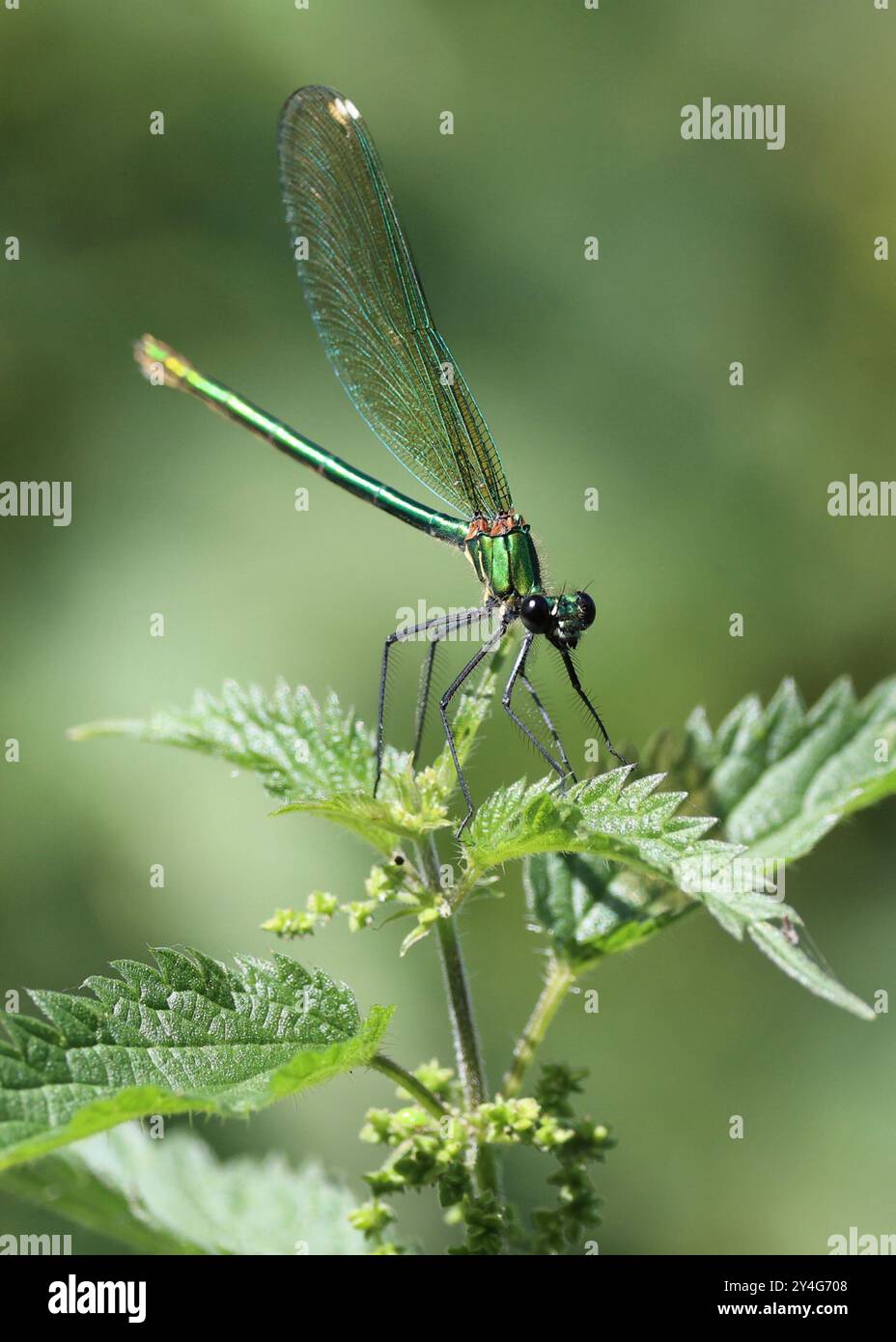 Demoiselle Damselfly auf Brennnesselpflanze Stockfoto