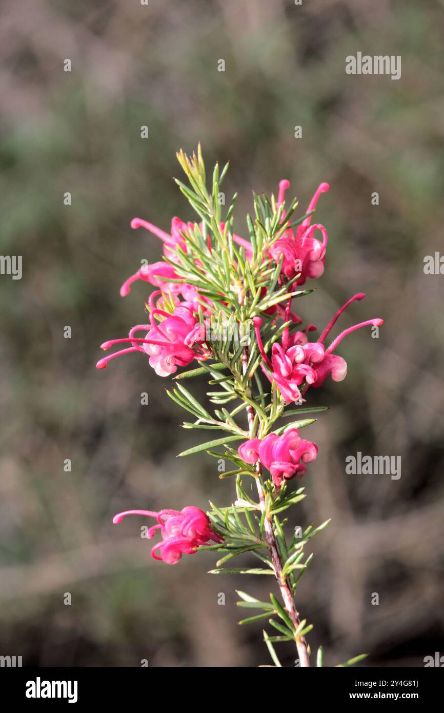 Isolierter Stamm der Sorte Grevillea 'Pink Pearl' (rosmarinifolia x juniperina Hybrid) in der Blüte Stockfoto