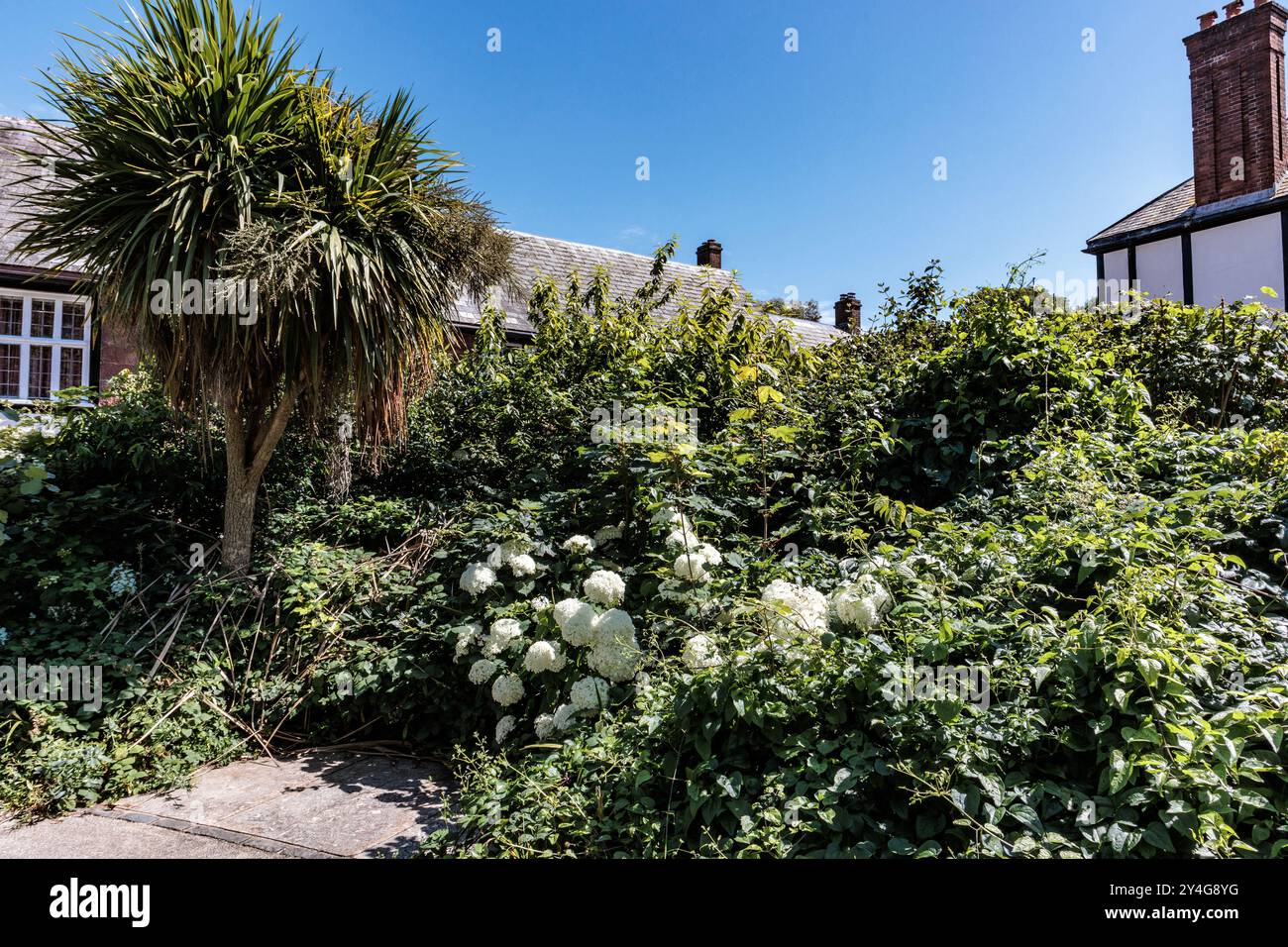 Yukka Tree & Hydrangea Aborescens Annabelle: Exeter Cathedral Yard, Devon, Großbritannien Stockfoto