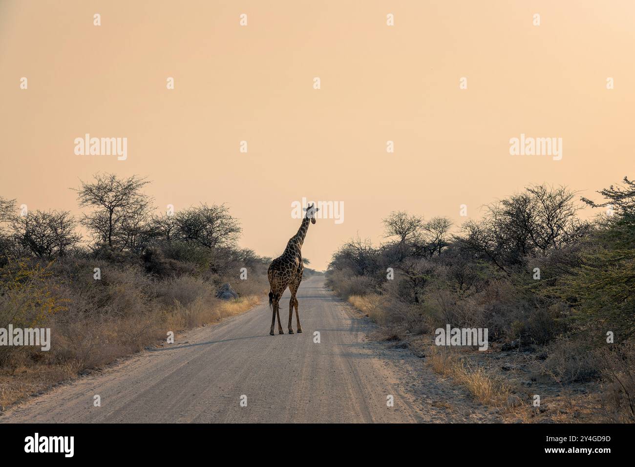 Giraffe überquert eine Schotterstraße, Wildtiersafari und Pirschfahrt in Namibia, Afrika Stockfoto