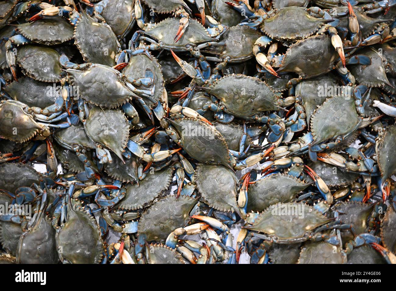 Blue Crabs Maine Avenue Fish Market Washington DC // WASHINGTON DC: Frische blaue Krabben werden auf dem Maine Avenue Fish Market verkauft, einem der ältesten kontinuierlich funktionierenden Fischmärkte in den Vereinigten Staaten. Dieser Markt befindet sich am Potomac River in der Nähe der Wharf in Washington DC. Der 1805 gegründete Markt ist bekannt für seine große Vielfalt an frischen Meeresfrüchten, darunter Blaukrabben, Fisch und Muscheln in der Chesapeake Bay. Der historische Markt ist nach wie vor ein beliebtes kulinarisches Reiseziel für Einheimische und Touristen, die frische Meeresfrüchte in der Hauptstadt des Landes suchen. Stockfoto