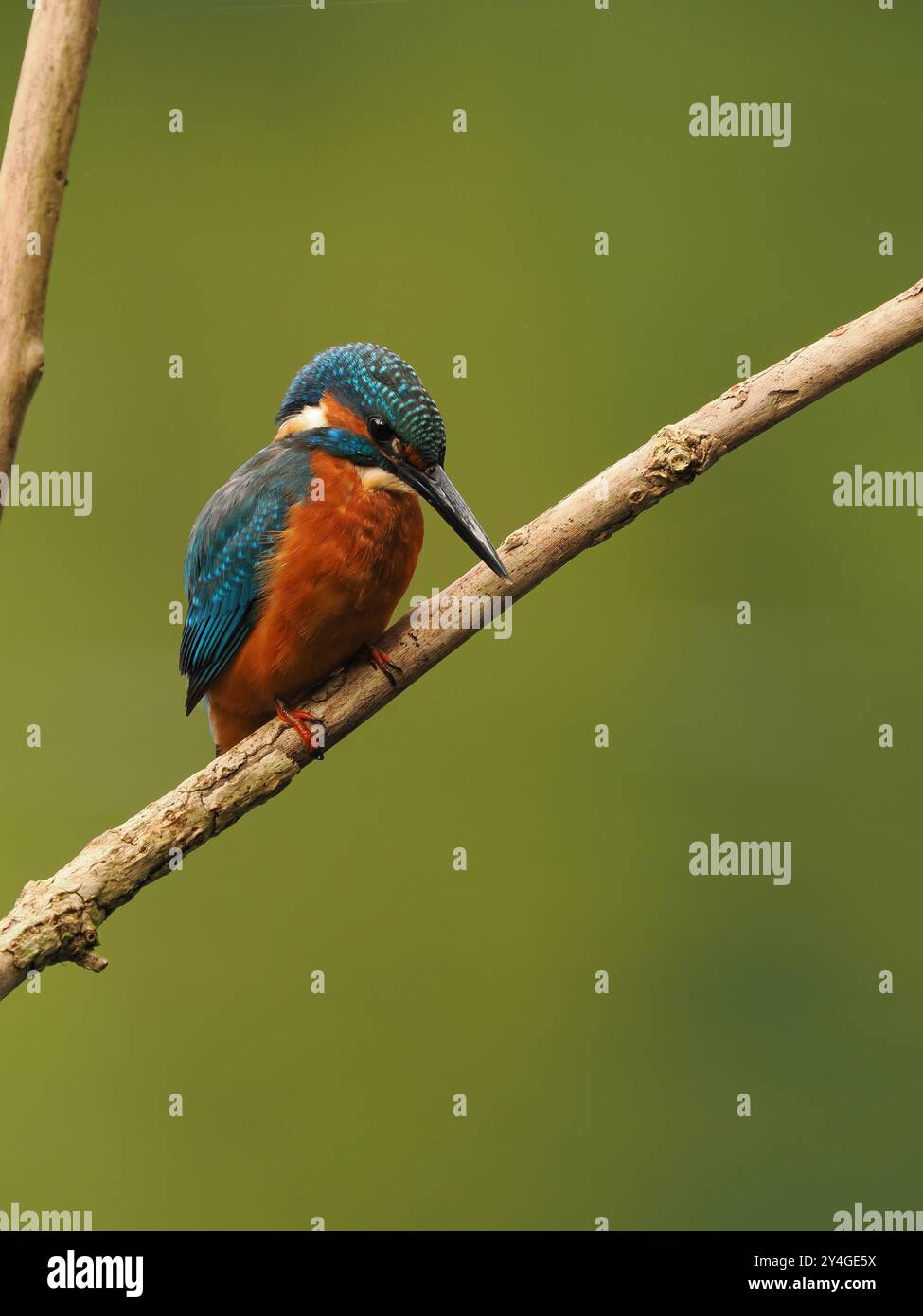 Junge eisvogel suchen nach nicht-territorialen Gewässern ohne Erwachsene, um sie spät im Jahr zu schikanieren. Stockfoto