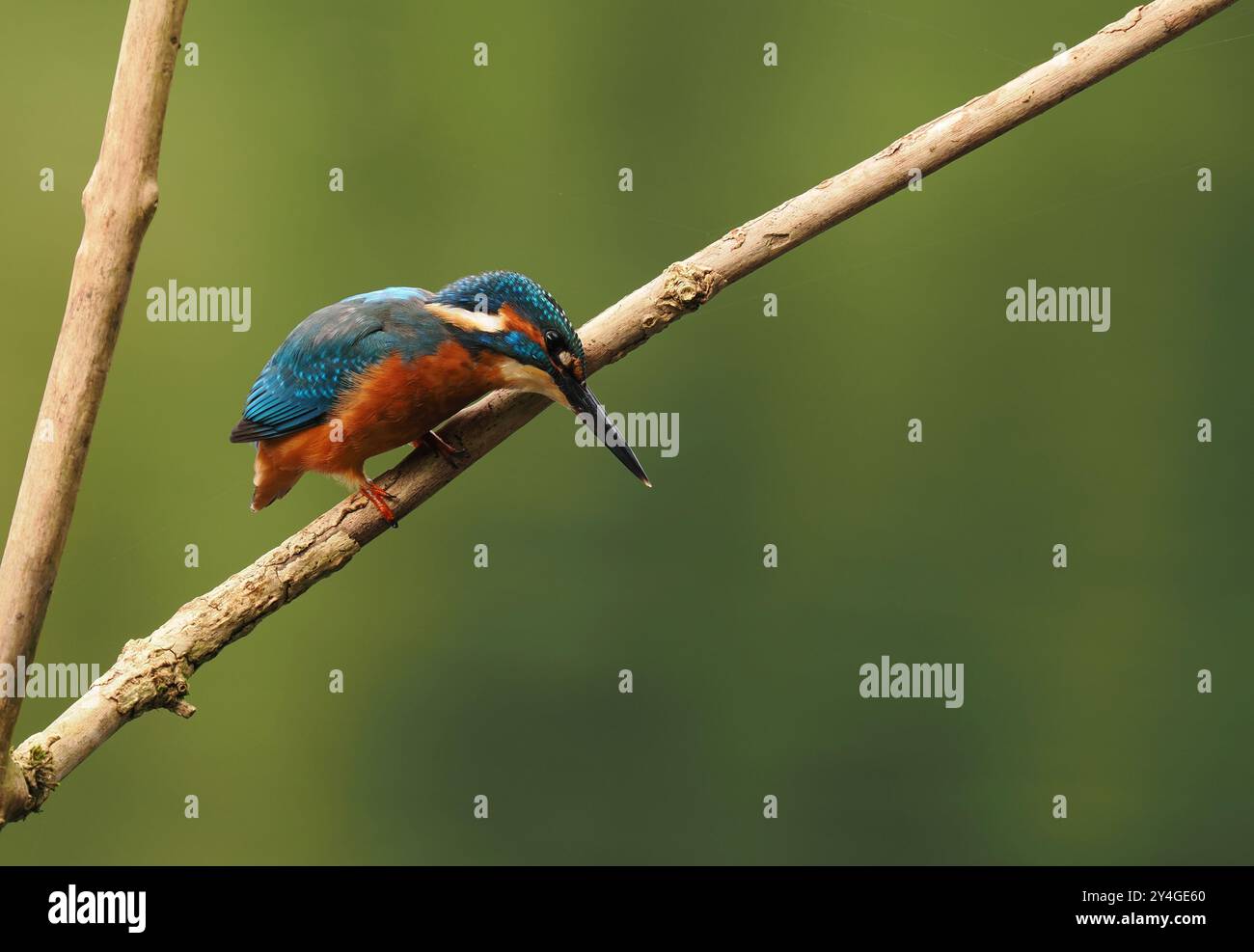 Junge eisvogel suchen nach nicht-territorialen Gewässern ohne Erwachsene, um sie spät im Jahr zu schikanieren. Stockfoto