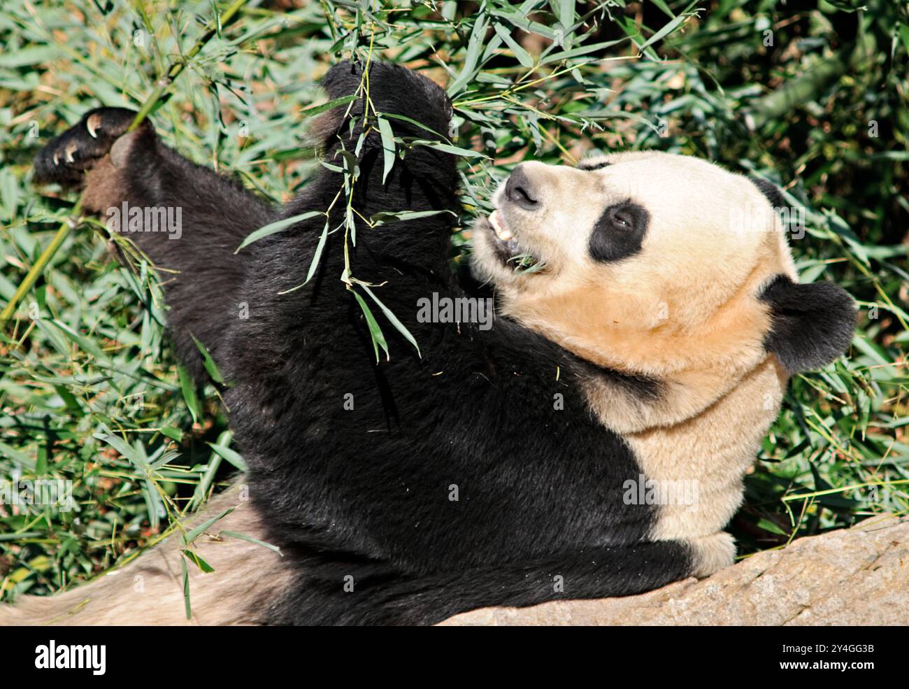 WASHINGTON DC, USA – Ein riesiger Panda im Smithsonian's National Zoo im Jahr 2008, als die Anlage drei Pandas beherbergte: Mei Xiang, Tian Tian und ihr Jungtier Tai Shan. Das riesige Panda-Programm des National Zoo, das 1972 begann, stellt eine bedeutende Zusammenarbeit zwischen den Vereinigten Staaten und China dar. Durch erfolgreiche Zuchtprogramme hat der Zoo zu den Bemühungen um den Schutz des Riesenpandas beigetragen. Stockfoto