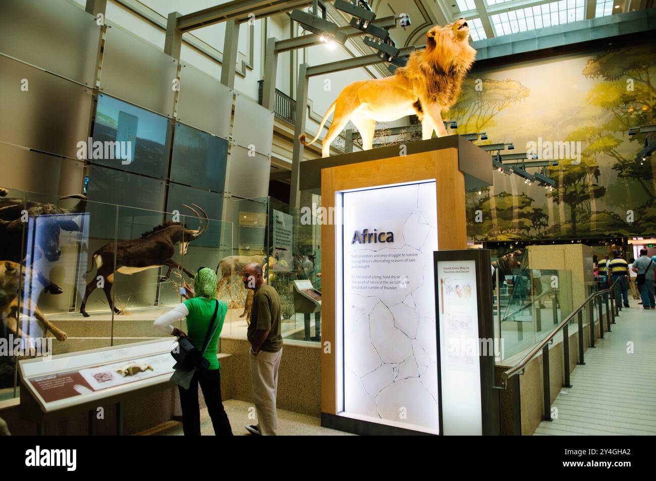 WASHINGTON DC, USA – die Kenneth E. Behring Family Hall of Mammals im National Museum of Natural History des Smithsonian zeigt eine umfangreiche Sammlung erhaltener Säugetierproben. Die Ausstellung zeigt sorgfältig gefertigte Dioramen und Ausstellungen, die die Vielfalt des Säugetierlebens demonstrieren. Diese wissenschaftlich präzisen Präsentationen dienen sowohl Bildungs- als auch Forschungszwecken. Stockfoto