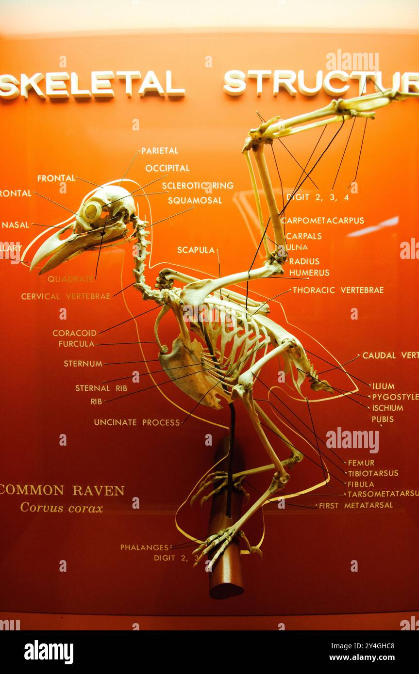 Raven Skeleton Smithsonian Museum Natural History Washington DC // WASHINGTON DC — Ein Raven Skelett Exemplar im Smithsonian National Museum of Natural History. Das Museum beherbergt eine der umfangreichsten naturhistorischen Sammlungen der Welt mit über 146 Millionen Exemplaren und Artefakten. Ravens (Corvus corax) gehören zu den intelligentesten Vogelarten, die für ihre Problemlösungsfähigkeiten und ihr komplexes soziales Verhalten bekannt sind. Die umfangreiche ornithologische Sammlung des Smithsonian hilft Forschern, die Anatomie, Evolution und Biodiversität der Vögel zu untersuchen. Stockfoto