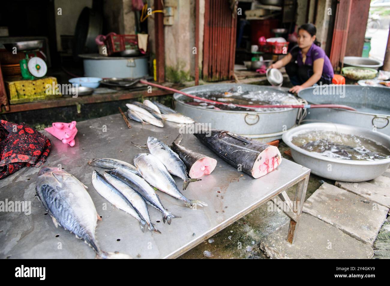 Fresh Fish for Sale Market Hanoi Vietnam // HANOI, Vietnam — frischer Fisch zum Verkauf auf einem lokalen Markt in Hanoi, Vietnam. Die lebhafte Marktszene bietet Fischverkäufer, die in den belebten Straßen von Hanoi eine Vielzahl von Meeresfrüchten anbieten, eine wichtige Komponente der vietnamesischen Küche. Stockfoto