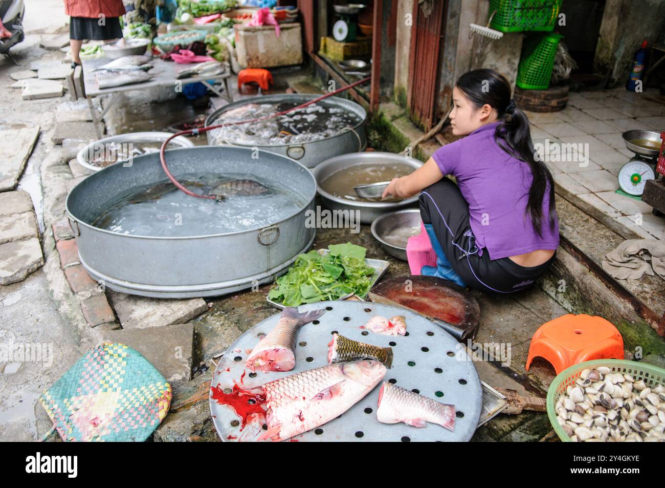 Fresh Fish Market Hanoi Vietnam // HANOI, Vietnam — frischer Fisch zum Verkauf auf einem lokalen Markt in Hanoi, Vietnam. Die lebhafte Marktszene bietet Fischverkäufer, die in den belebten Straßen von Hanoi eine Vielzahl von Meeresfrüchten anbieten, eine wichtige Komponente der vietnamesischen Küche. Stockfoto