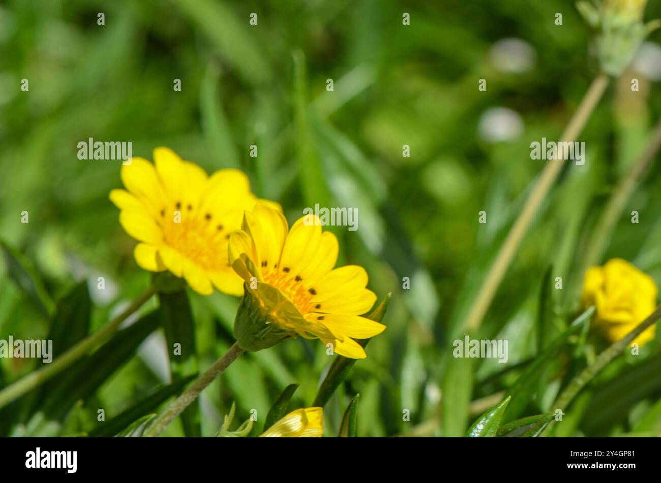 Gazania linearis o gazania dorada planta Farbe amarillo con naranja en un jardin Stockfoto