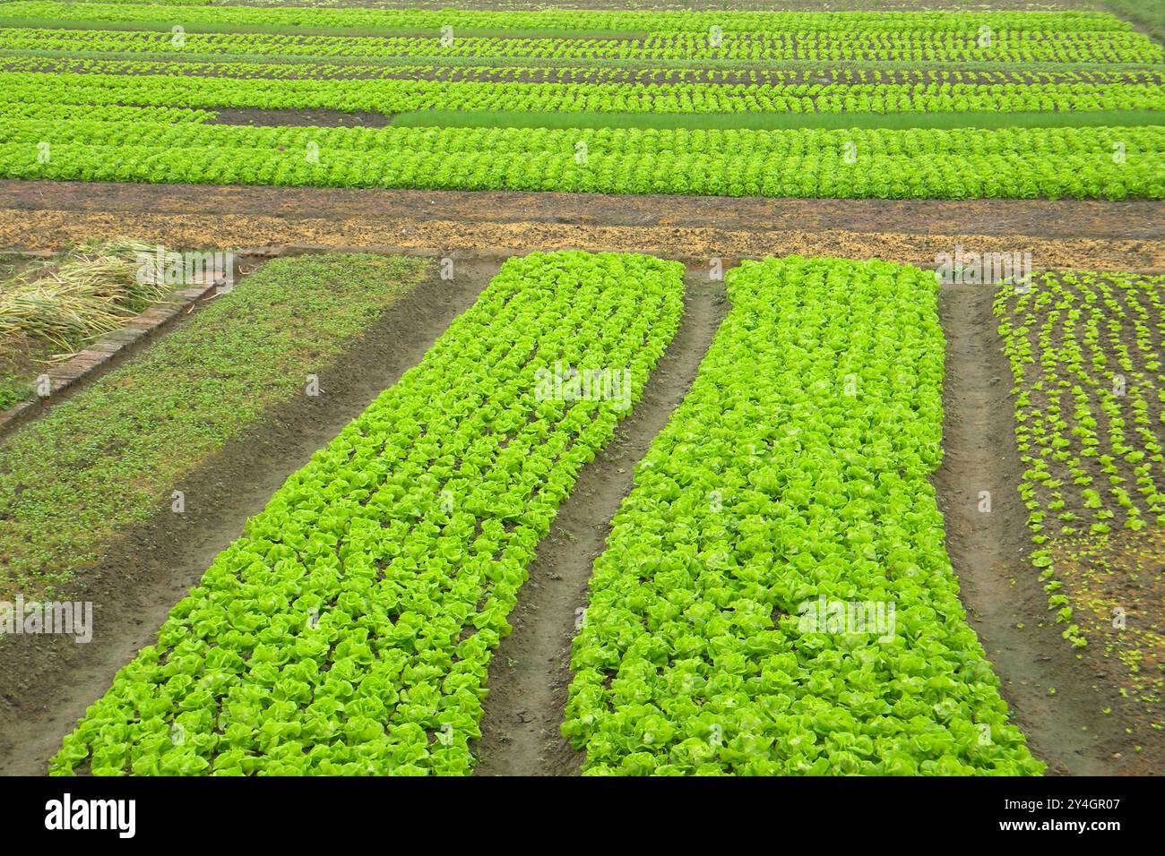 Gemüseanbau, Umgebung von da Nang, Vietnam Stockfoto