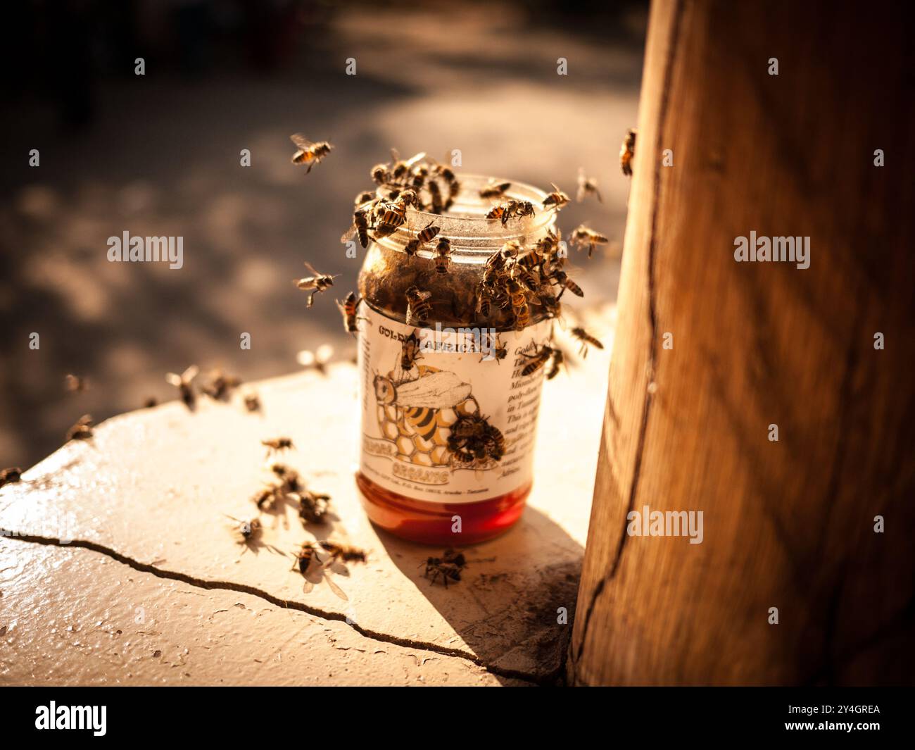 TARANGIRE-NATIONALPARK, Tansania – afrikanische Bienen schwärmen über einem Glas Honig auf einem Campingplatz in der Nähe des Tarangire-Nationalparks im Norden Tansanias. Stockfoto