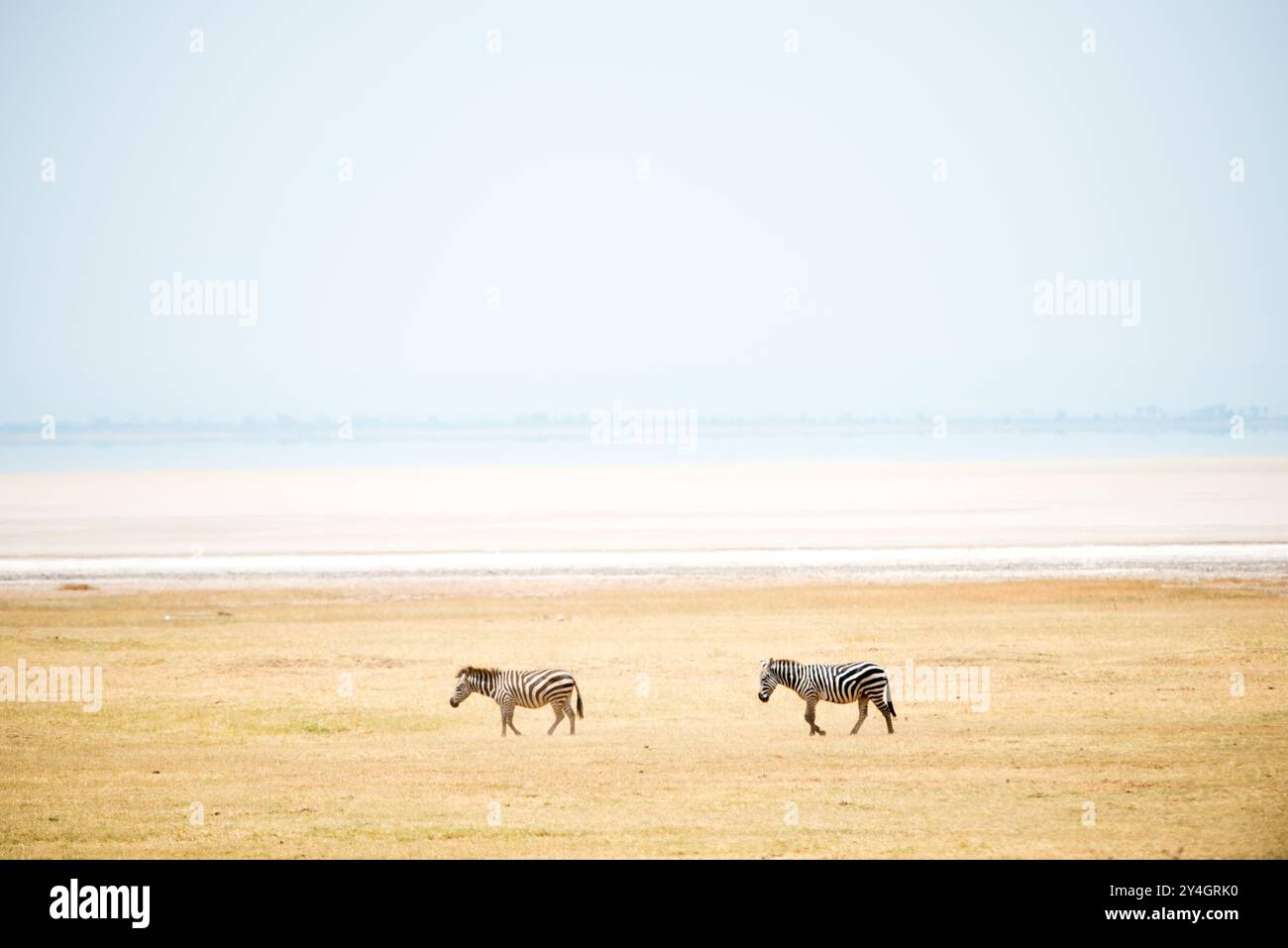 LAKE MANYARA NATIONAL PARK, Tansania – zwei Zebras spazieren am halbtrockenen Salzsee im Lake Manyara National Park im Norden Tansanias. Der Park liegt im Great Rift Valley und umfasst vielfältige Ökosysteme, die vom alkalischen See bis zu dichten Wäldern und offenen Graslandschaften reichen. Das flache, alkalische Wasser des Lake Manyara schwankt saisonal und schafft unterschiedliche Bedingungen, die das ganze Jahr über verschiedene Tierarten unterstützen. Der Park ist bekannt für seine vielfältigen Tierpopulationen, darunter große Zebras, die in der Gegend weiden. Der Park wurde 1960 gegründet und erstreckt sich über ca. Stockfoto