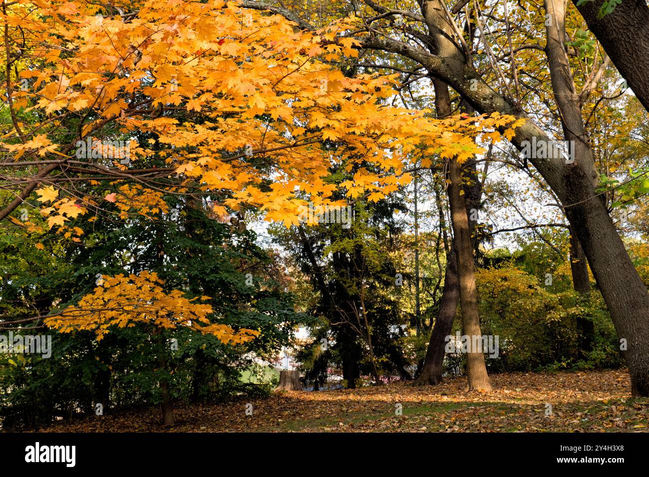 Ahornblätter Herbstfarben Herbstlaub // Ahornblätter zeigen kräftige Herbstfarben und zeigen die jahreszeitliche Verwandlung von Sommergrün zu Herbstrot und Orangen. Die Blätter zeigen die Vielfalt der Farbtöne und Muster, die für Ahornlaub während des Herbstwechsels charakteristisch sind. Stockfoto