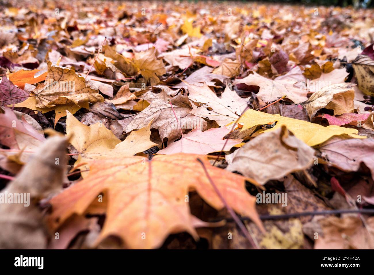 Ahornblätter Herbstfarben Herbstlaub // Ahornblätter zeigen kräftige Herbstfarben und zeigen die jahreszeitliche Verwandlung von Sommergrün zu Herbstrot und Orangen. Die Blätter zeigen die Vielfalt der Farbtöne und Muster, die für Ahornlaub während des Herbstwechsels charakteristisch sind. Stockfoto