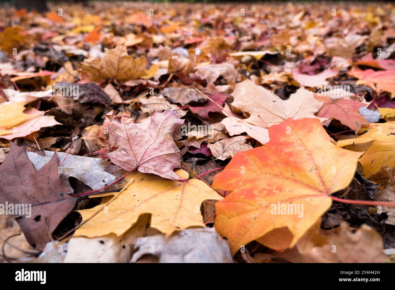 Ahornblätter zeigen kräftige Herbstfarben und zeigen die saisonale Transformation vom Sommergrün zu Herbstrot und Orangen. Die Blätter zeigen die Vielfalt der Farbtöne und Muster, die für Ahornlaub während des Herbstwechsels charakteristisch sind. Stockfoto