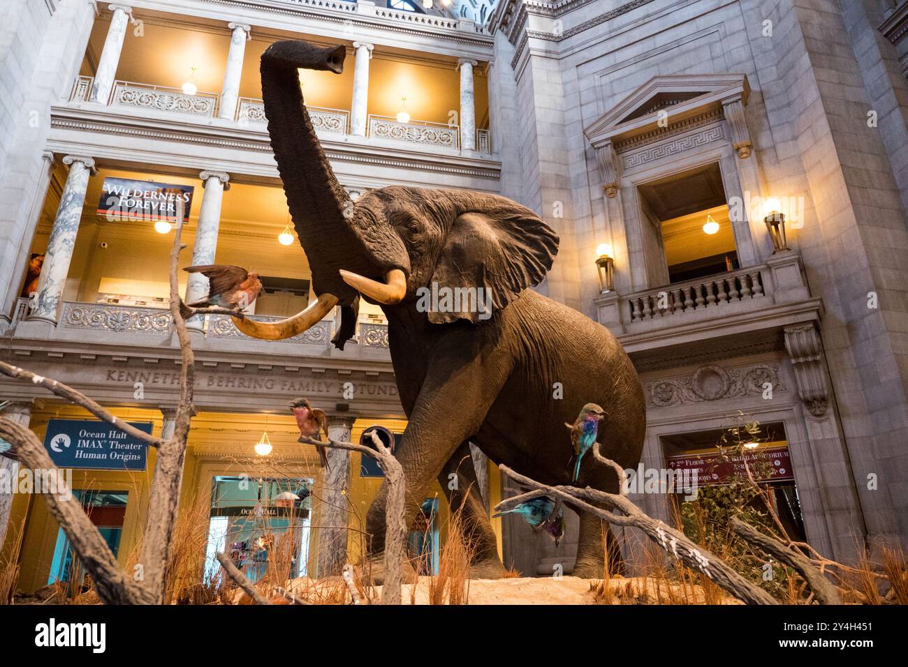 WASHINGTON DC, Vereinigte Staaten – Henry der Elefant ist eine prominente Ausstellung in der Kenneth Behring Family Rotunda im Smithsonian National Museum of American History. Das historische Elefantenexemplar diente seit seiner Installation als bekanntes Wahrzeichen für Museumsbesucher. Das architektonische Design der Rotunde bietet eine großartige Kulisse für dieses ikonische Stück der Museumssammlung. Stockfoto