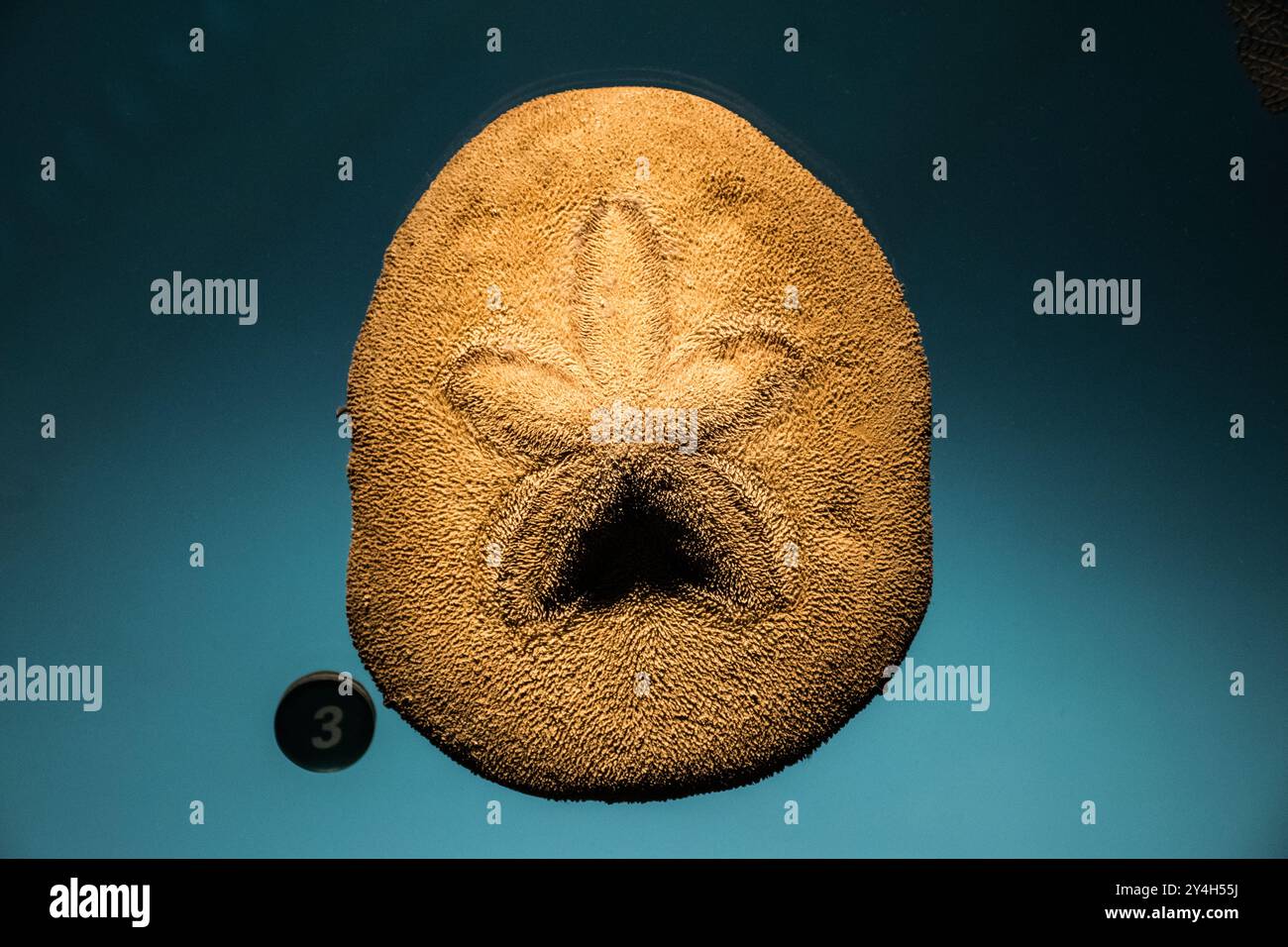 WASHINGTON DC, USA – Ein erhaltener Sanddollar, der in der Sant Ocean Hall im Smithsonian National Museum of Natural History ausgestellt wird. Die Ausstellung zeigt Meeresarten und informiert Besucher über die Ökosysteme des Ozeans. Stockfoto