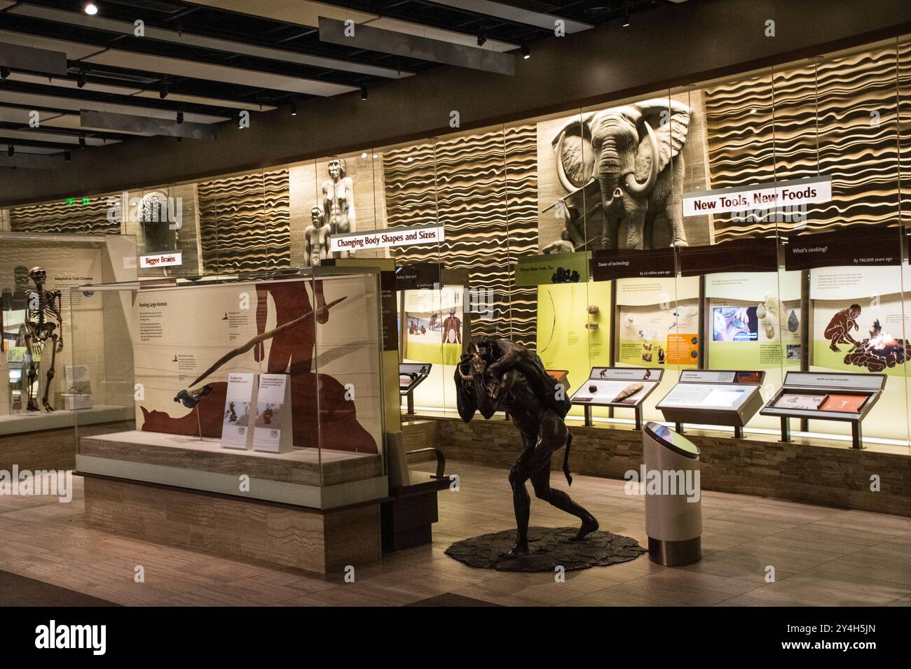 David H Koch Hall of Human Origins Smithsonian Washington DC // WASHINGTON DC – die David H. Koch Hall of Human Origins im Smithsonian National Museum of Natural History auf der National Mall erforscht die Evolution des Menschen anhand von Fossilien, Artefakten und interaktiven Ausstellungen. Die 2010 eröffnete, 000 Quadratmeter große Dauerausstellung untersucht, wie sich Menschen in sechs Millionen Jahren als Reaktion auf eine sich verändernde Welt entwickelt haben. Die Halle zeigt mehr als 285 Fossilien und Artefakte, darunter frühe menschliche Schädelabdrücke, Dioramen alter menschlicher Spezies und interaktive Stationen zum Anfassen, die die Evolution demonstrieren Stockfoto