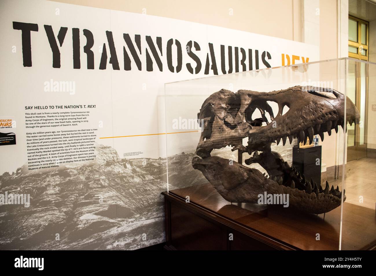 WASHINGTON DC, Vereinigte Staaten – Ein Tyrannosaurus rex Skull Cast wird im Smithsonian National Museum of Natural History ausgestellt. Das Exemplar stellt den Wankel T. rex dar, der 1988 in Montana von der Viehzüchterin Kathy Wankel entdeckt wurde. Ursprünglich vom Museum of the Rockies und dem U.S. Army Corps of Engineers ausgegraben, wurde dieses fast vollständige T. rex Exemplar Teil der permanenten Sammlung des Museums. Stockfoto