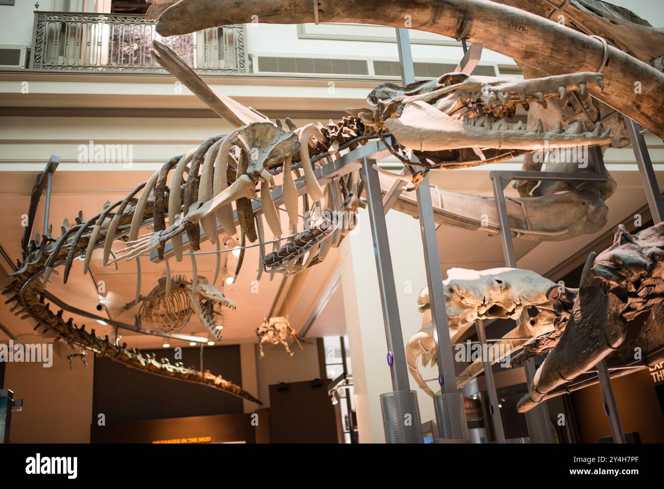 Smithsonian National Museum of Natural History Marine Fossils Washington DC // WASHINGTON DC – Skelette prähistorischer Meerestiere hängen von der Decke in den Ozeanen Exponate im Smithsonian National Museum of Natural History in Washington, DC. Das Museum ist Teil der Smithsonian Institution und beherbergt eine der weltweit umfangreichsten Naturhistorischen Sammlungen, einschließlich umfangreicher Ausstellungen von Meeresfossilen. Das 1910 gegründete Museum zieht jährlich Millionen von Besuchern an und dient sowohl als Forschungseinrichtung als auch als öffentliches Bildungszentrum. Die Ocean Hall, wo diese Exemplare sind Stockfoto