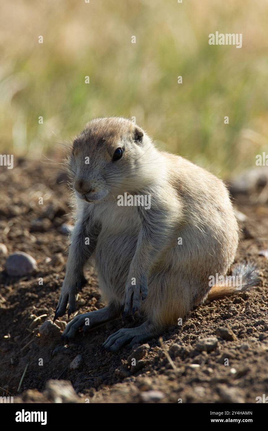 Junger Schwarzschwanz-Präriehund (Cynomys ludovicianus) am Hügel. Präriehunde waren einst in den Prärie-staaten reichlich vorhanden. Jetzt ist der Lebensraum begrenzt. Stockfoto