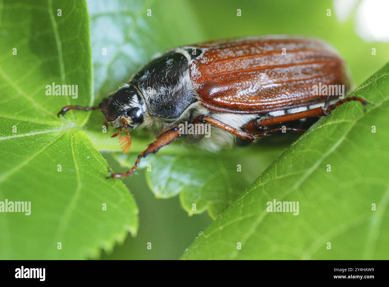 Cockchafer, Melolontha melolontha, Deutschland, Europa Stockfoto