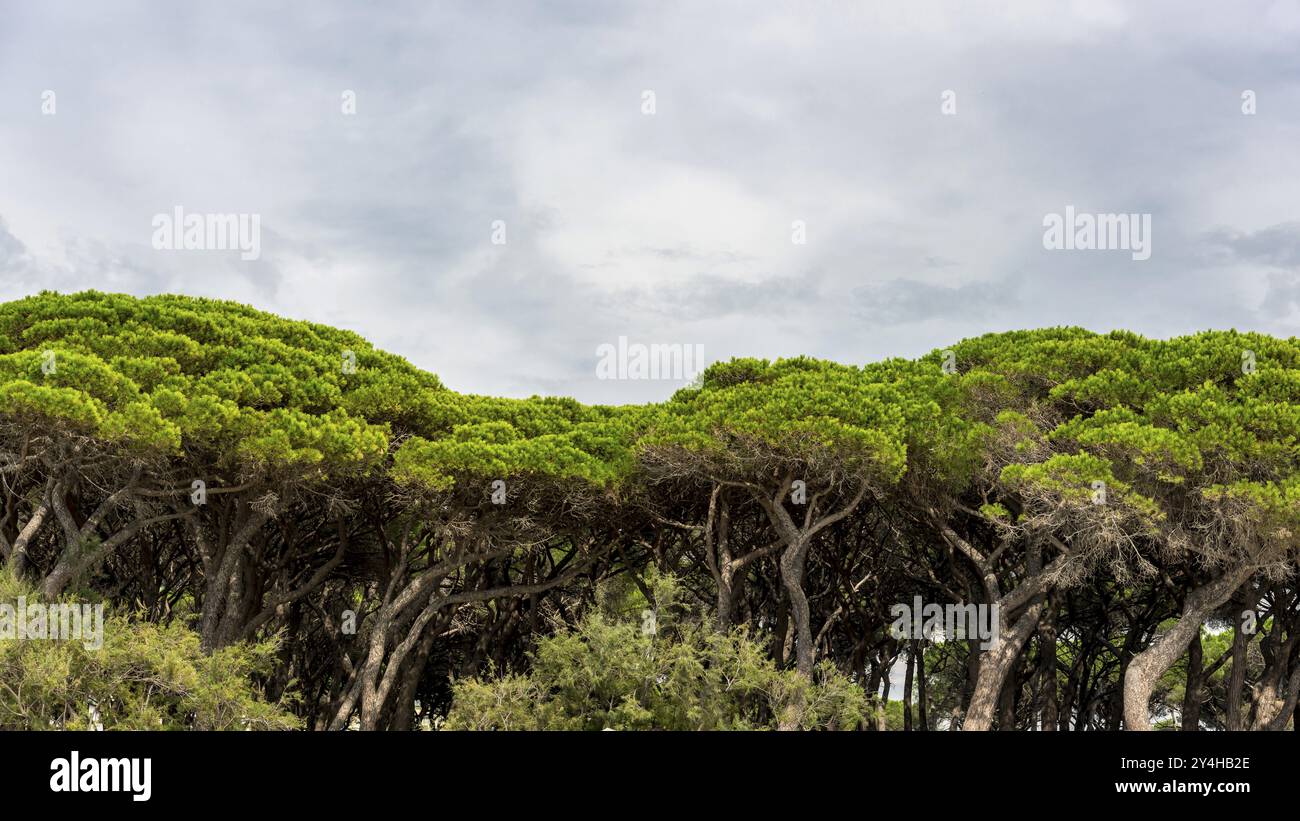 Kiefer (Pinus pinea), Kiefernwald, Kiefer, Kiefer, mittelmeer, Panorama, Italien, Europa Stockfoto