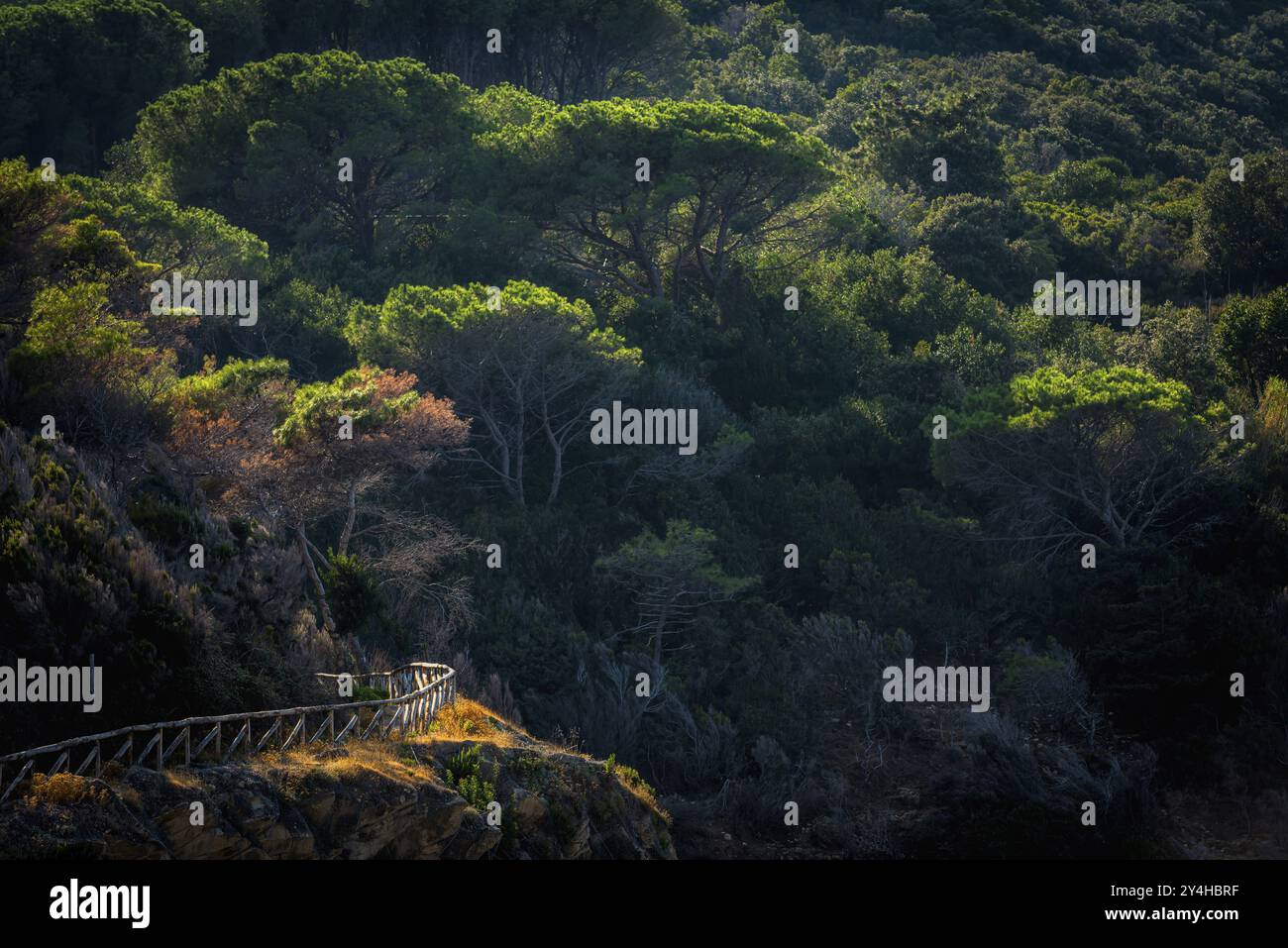 Wanderweg durch Kiefernwald, Wald, Natur, Tourismus, malerische, Pfad, Pfad, Outdoor, Ruhe, Mittelmeer, Landschaft, Stimmungsbeleuchtung, A Stockfoto