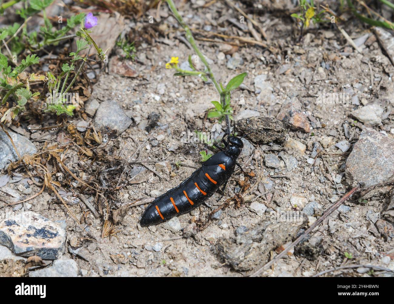 Ein schwarz-oranger Käfer auf einem Erdsubstrat zwischen kleinen Pflanzen und Steinen, Käfer (Berberomeloe majalis), Ölkäfer (Coleoptera), Extremadura, Spa Stockfoto