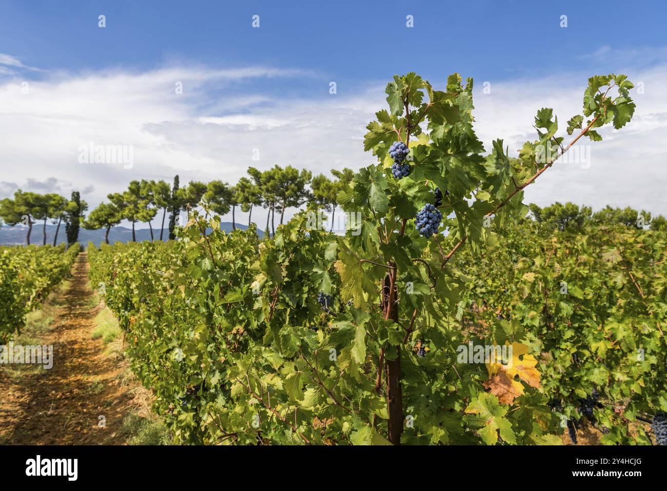 Weinbau, Landwirtschaft, Agrarwirtschaft, Winzer, Wein, Rotwein, Plantage, Suvereto, Toskana, Italien, Europa Stockfoto