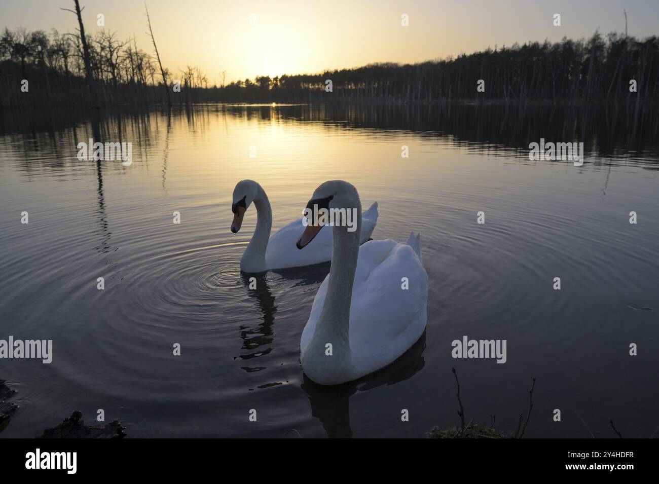 Stummgeschwan (Cygnus olor), Paar, bei Sonnenuntergang, Senkungsbereich, Bottrop, Ruhrgebiet, Nordrhein-Westfalen, Deutschland, Europa Stockfoto