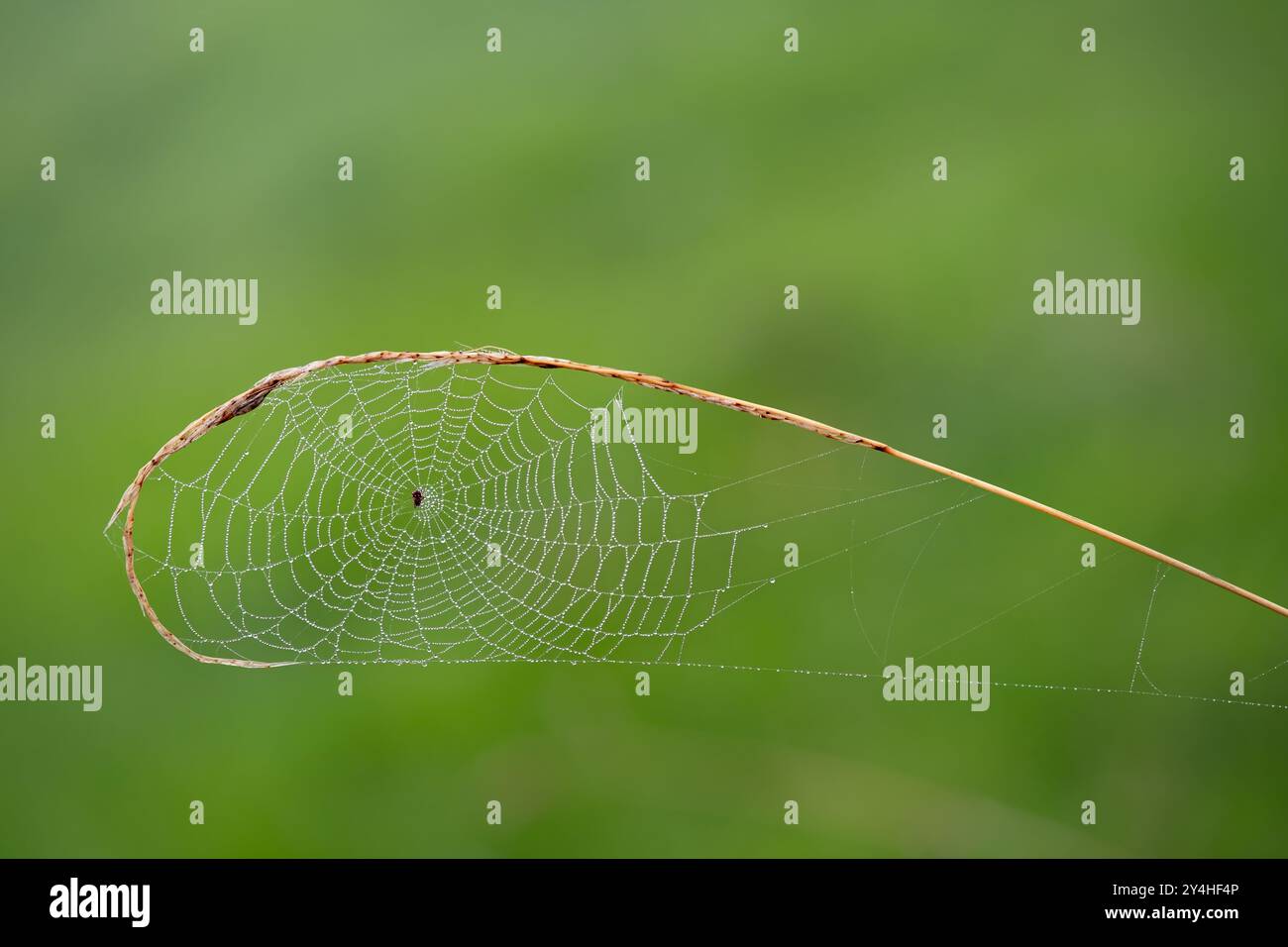 Yorkshire, Großbritannien. Ein neues, ungebrochenes Spinnennetz oder Spinnennetz, das an einer Grassträhne befestigt ist, die bei feuchtem Nebel mit Wassertropfen bedeckt ist. Stockfoto
