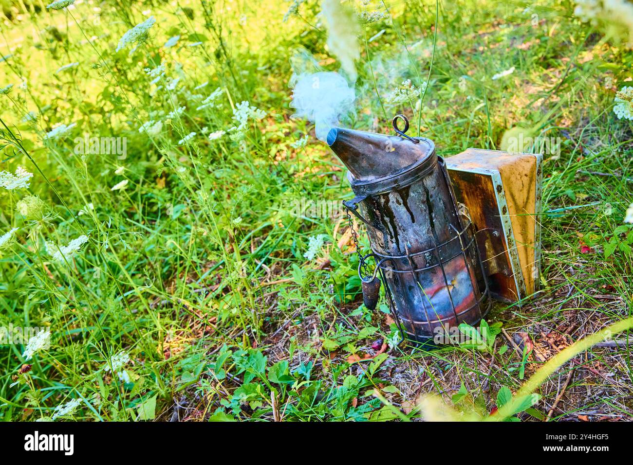 Bienenraucher inmitten von Wildblumen in üppigem Grün, Blick auf Augenhöhe Stockfoto