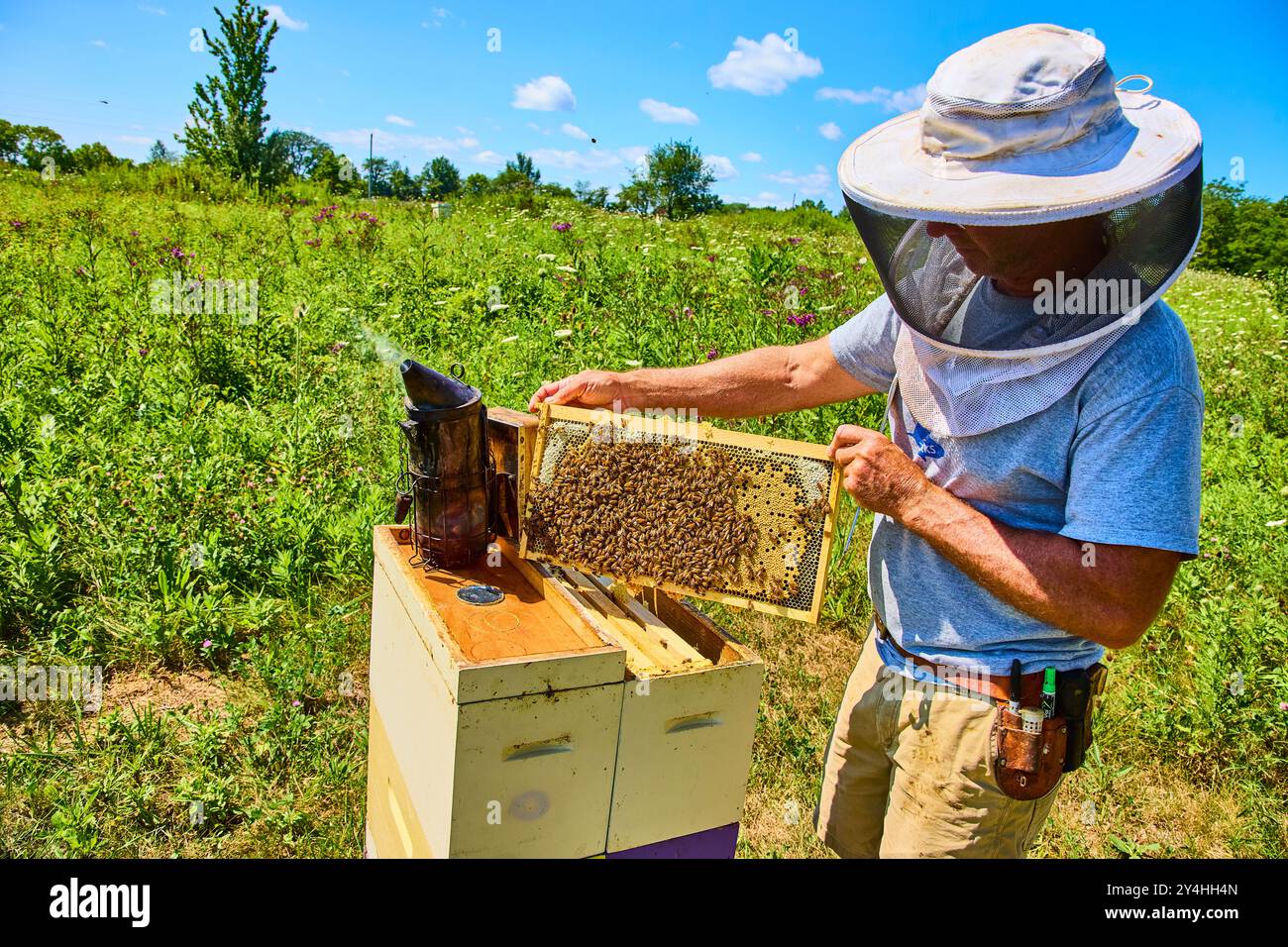 Imker untersucht den Bienenstock in der Nahperspektive des sonnendurchfluteten Feldes Stockfoto
