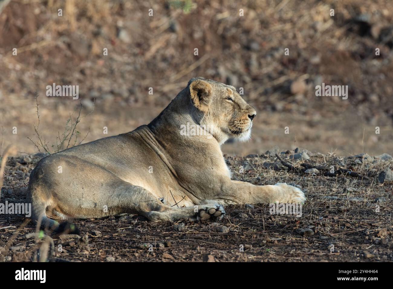 Herrliche Löwin, die morgens ein Sonnenbad genießt. Asiatische Löweninnen sind große weibliche Katzen, die in Indien beheimatet sind. Sie sind kleiner als afrikanische Löwen. Stockfoto