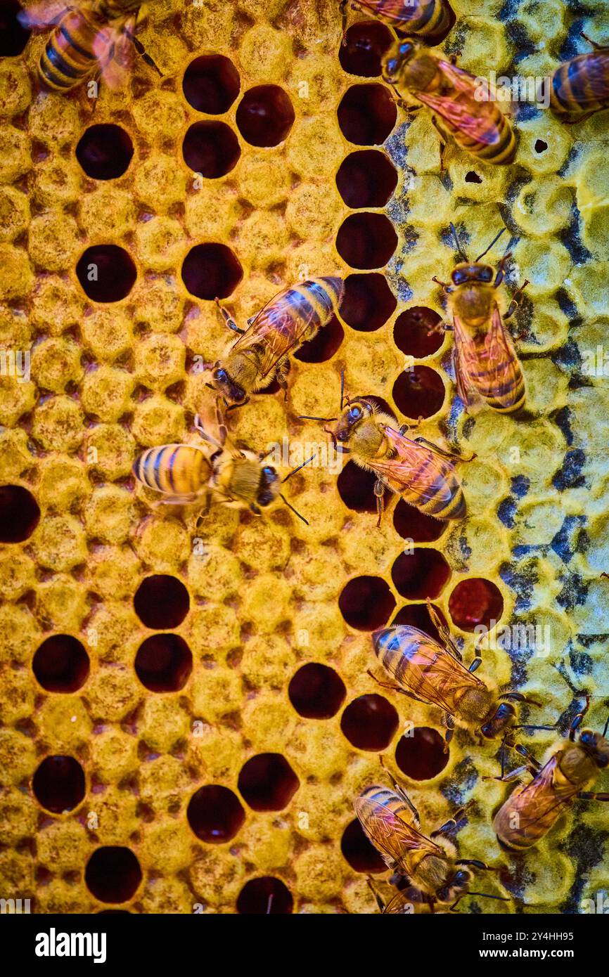 Honigbienen auf Golden Honeycomb Nahaufnahme in Motion Stockfoto