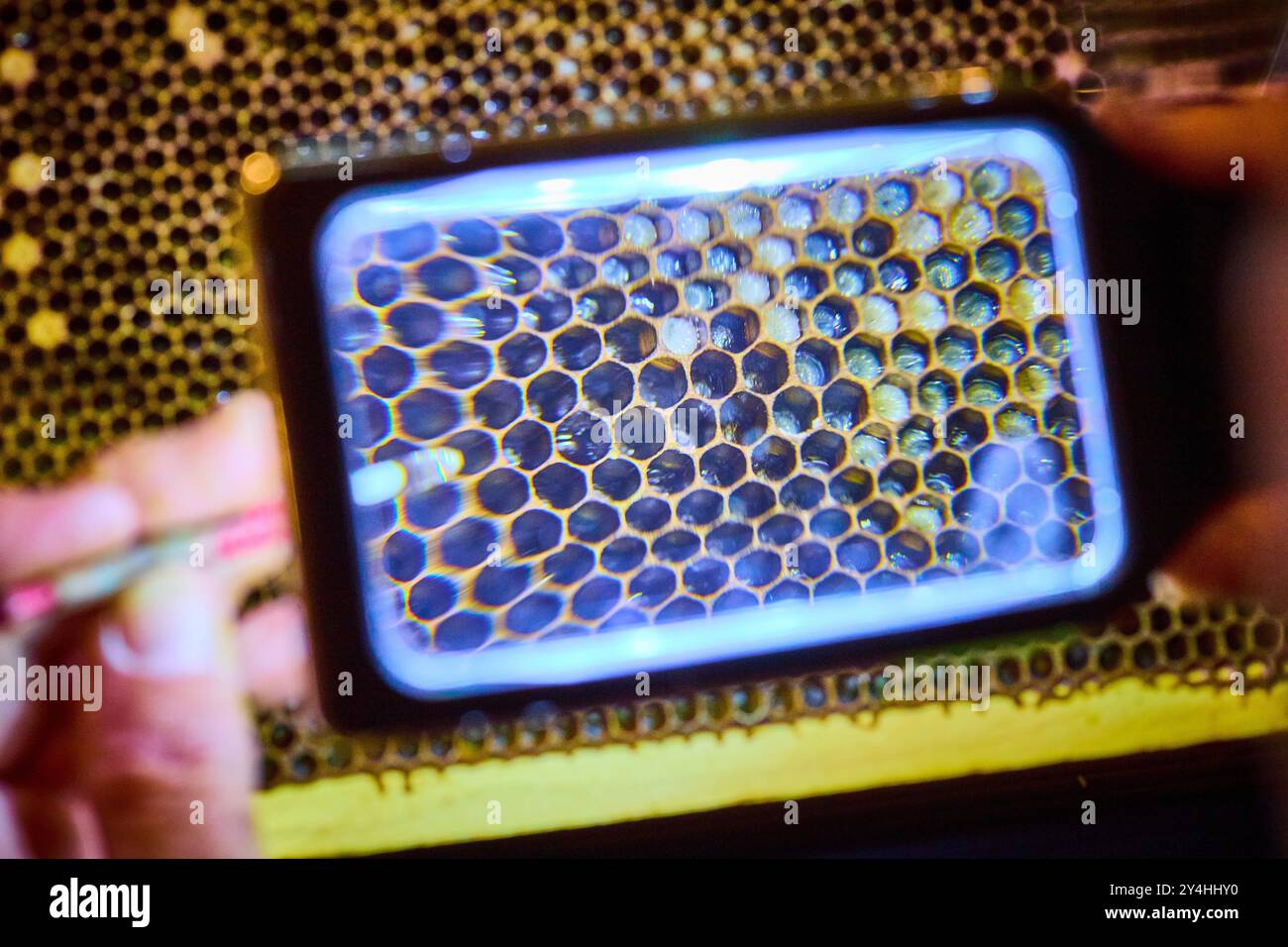 Nahaufnahme von Wabentransplantationen mit Vergrößerungsglas im Labor Stockfoto