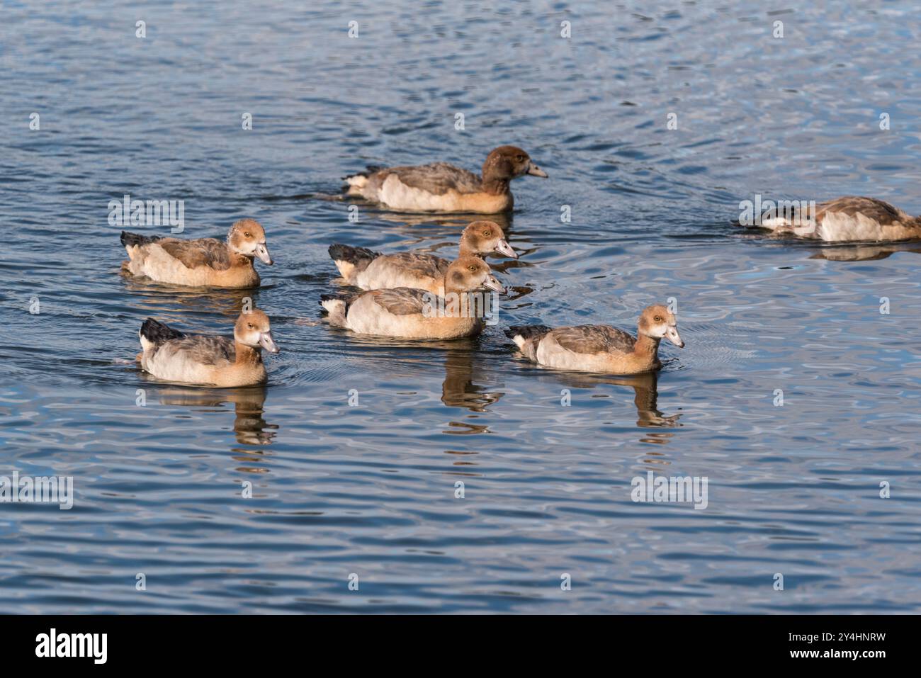 Kupplung schwimmender ägyptischer Gänse (Alopochen aegyptiaca) bei Rye Meads, Herts Stockfoto