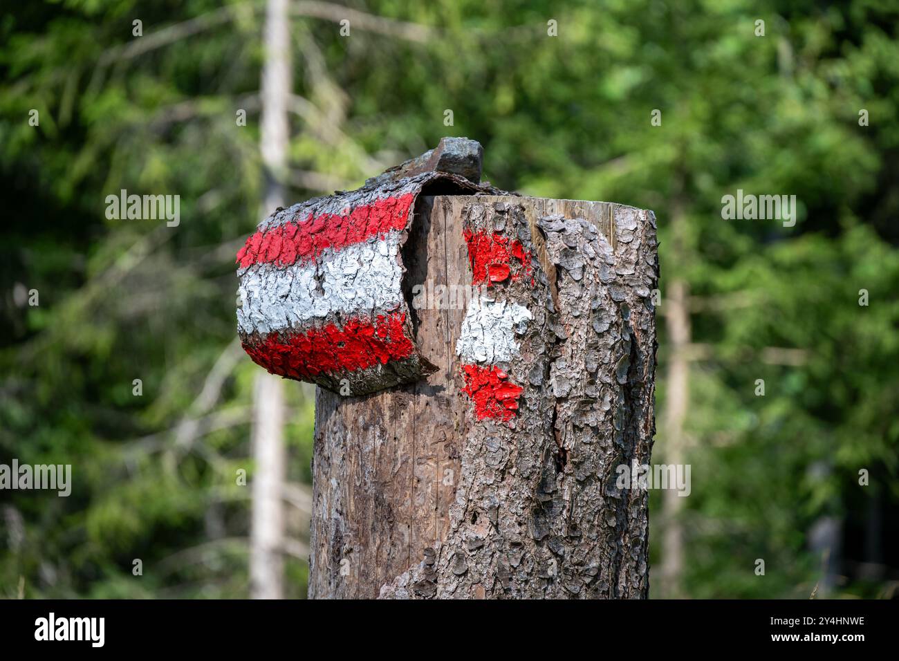 Rinde mit rot-weiß-roter Wegmarkierung für Wanderer abgetrennt von einem Baumstamm in Tirol, Österreich Stockfoto