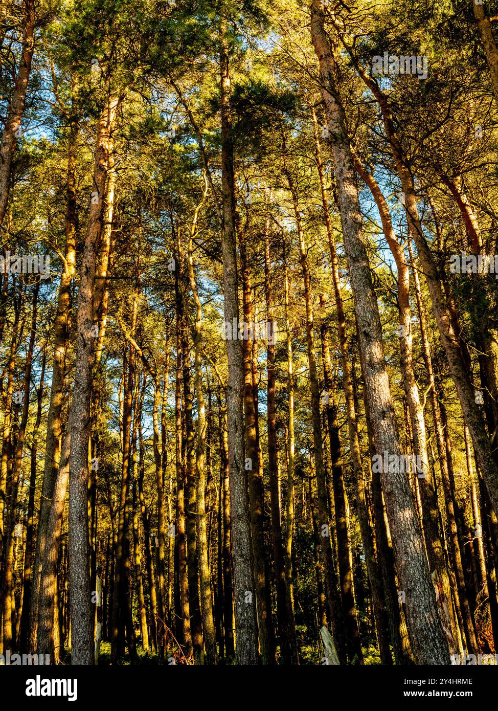 Frühherbstszene in South Lanarkshire, Schottland Stockfoto