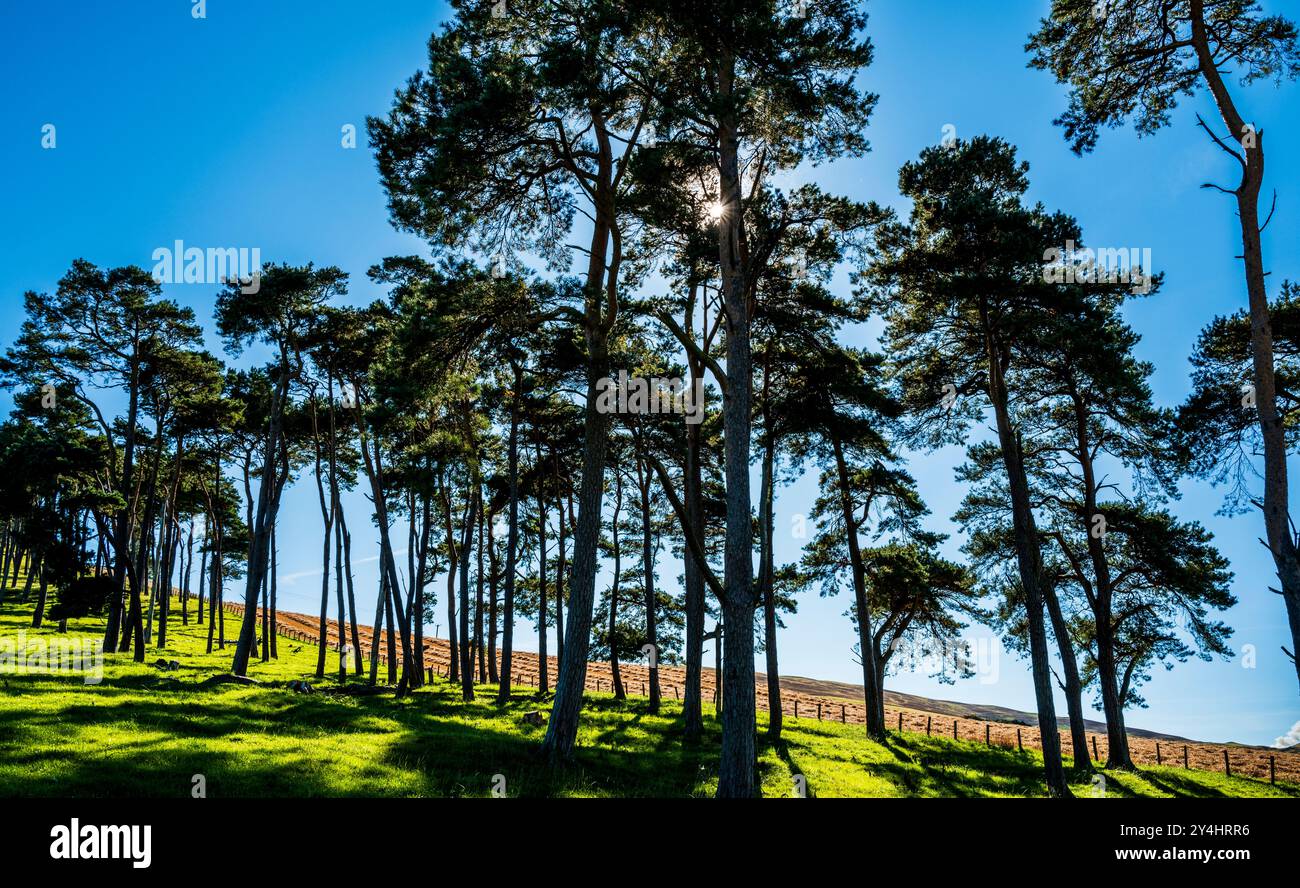 Frühherbstszene in South Lanarkshire, Schottland Stockfoto