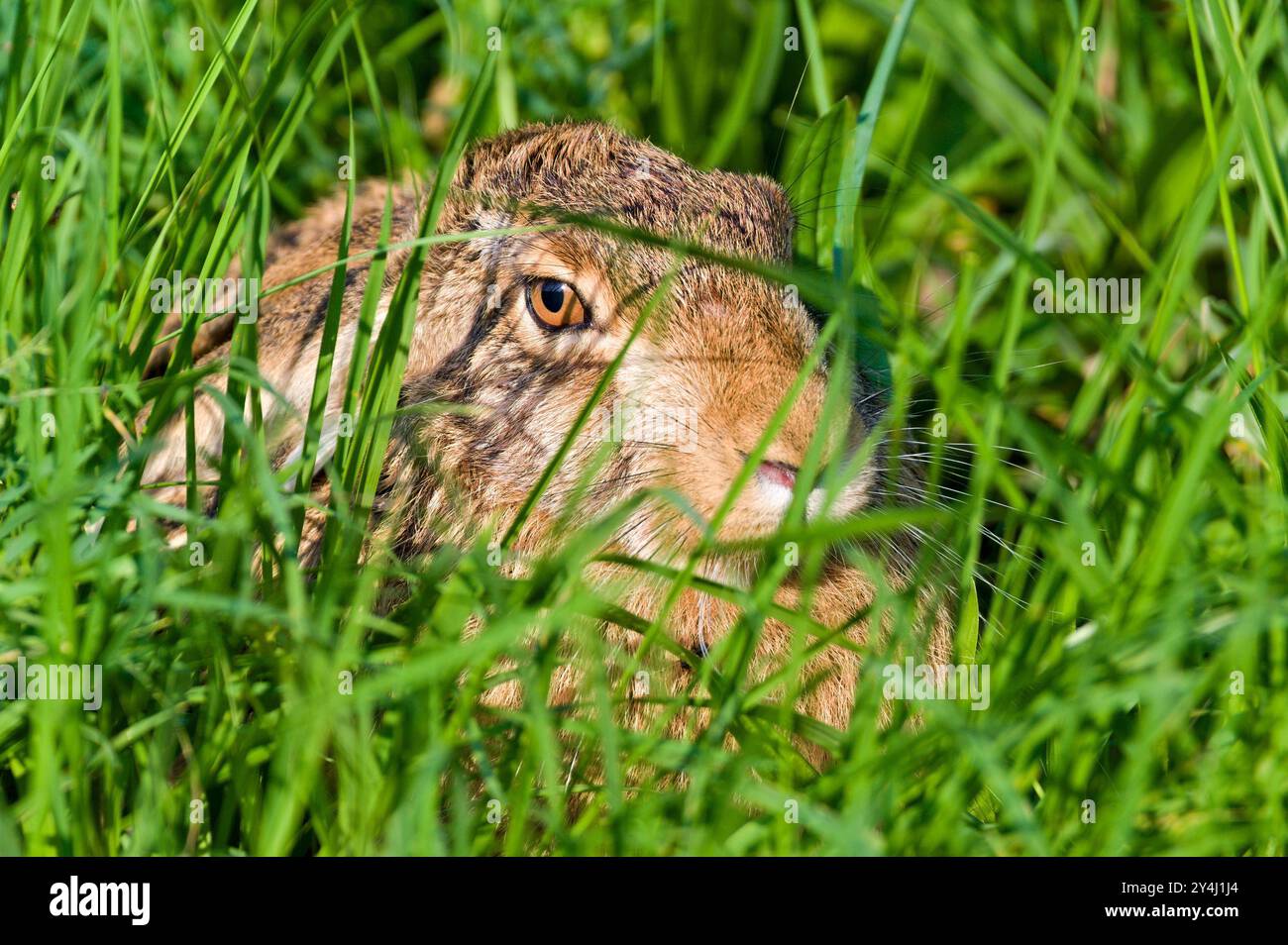 Bunny Lepus europaeus ist versteckt im Gras an sonnigem Platz auf dem Feld. Sehr ausgedehnter Hase in der Tschechischen republik. Sommerabend. Stockfoto